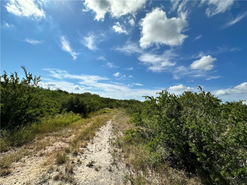 67 acres in Live Oak County - photo 8