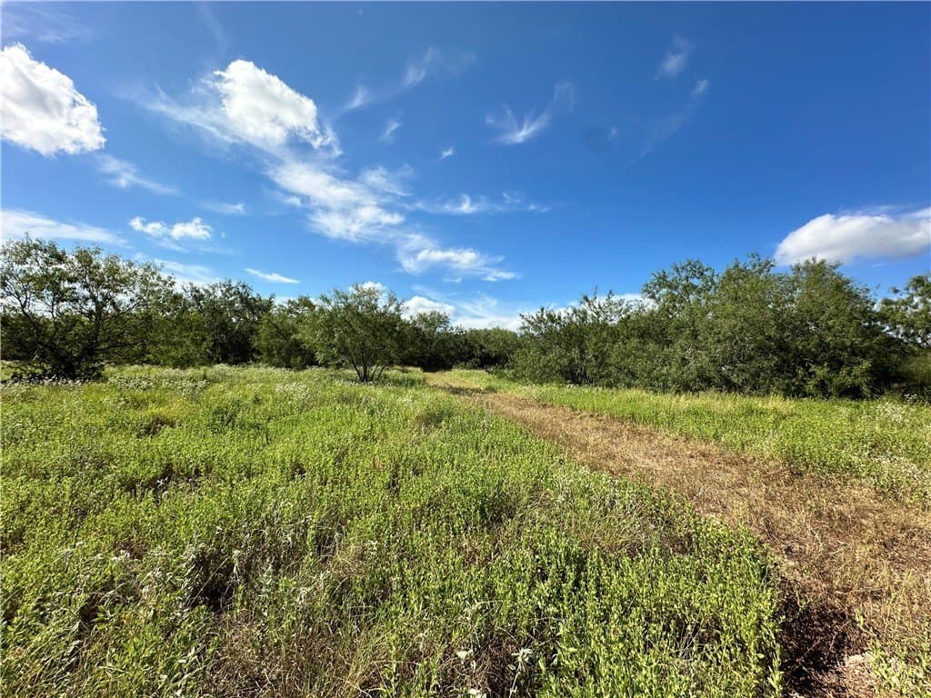 67 acres in Live Oak County - photo 2