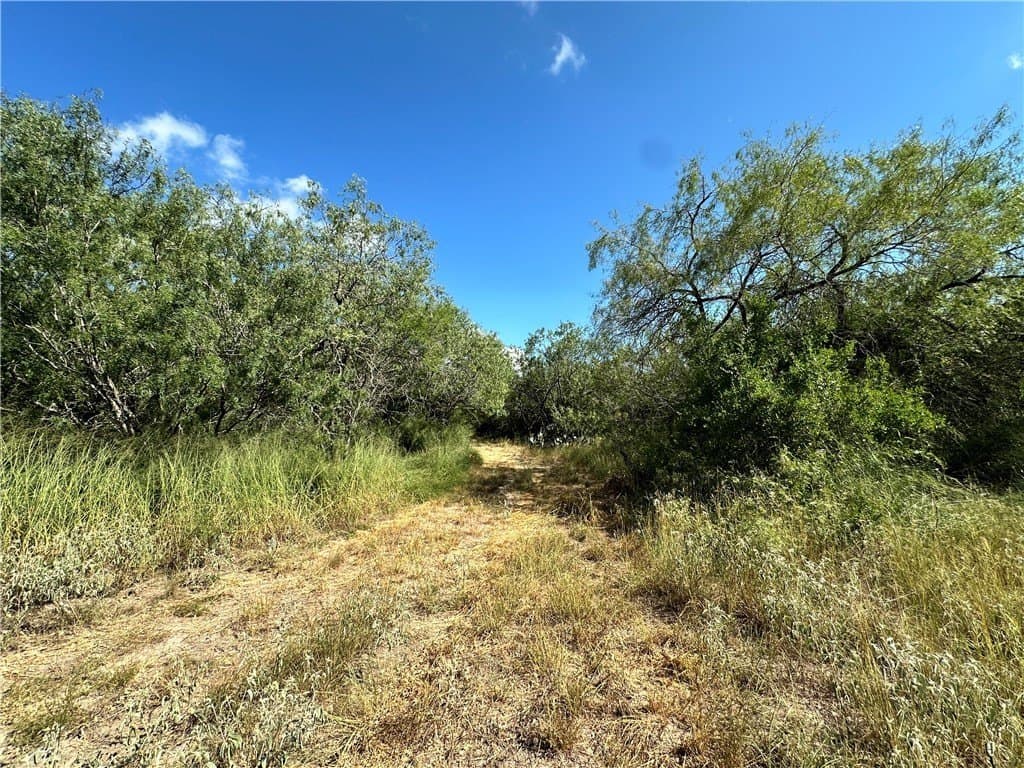 67 acres in Live Oak County - photo 5