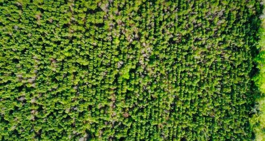 33.24 acres in Cass County - photo 4