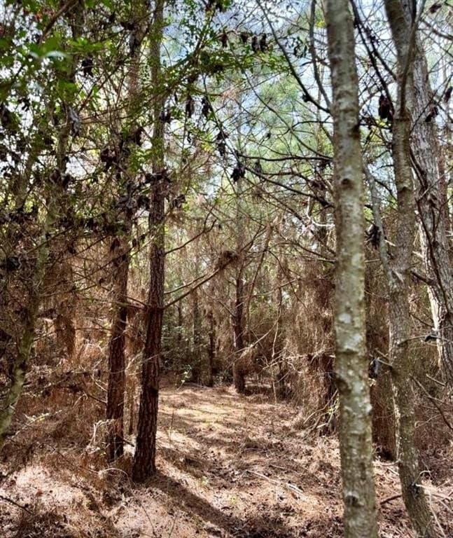 33.24 acres in Cass County - photo 5