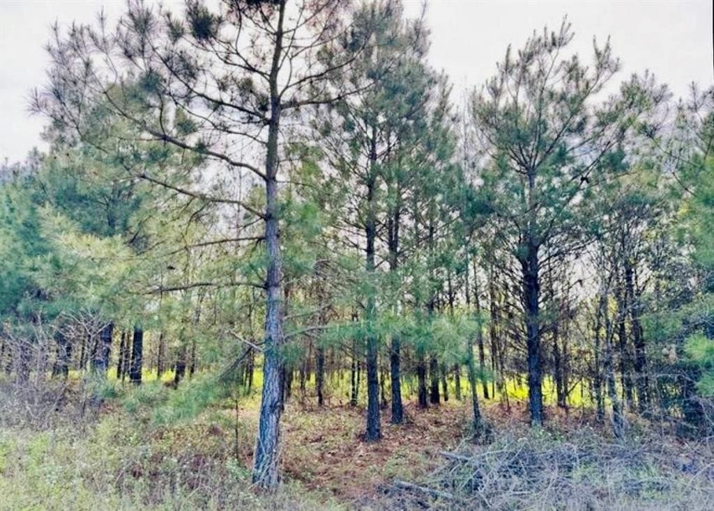 33.24 acres in Cass County - photo 6
