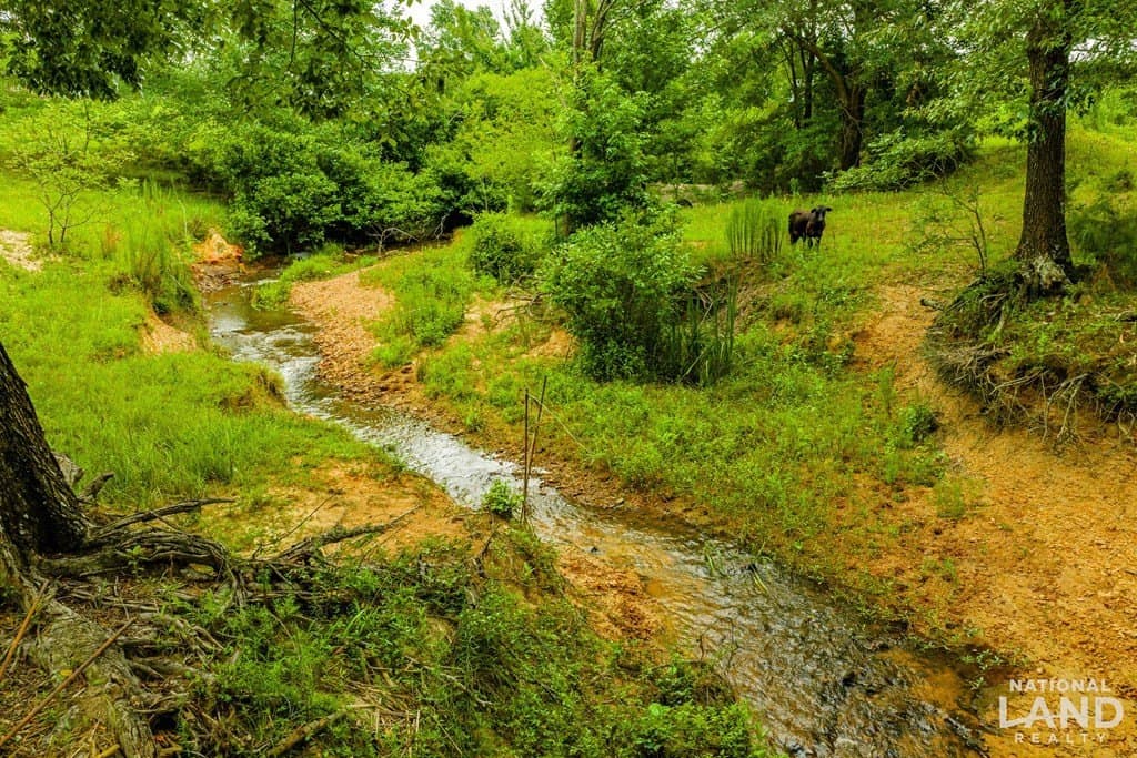 55.25 acres in Anderson County - photo 10