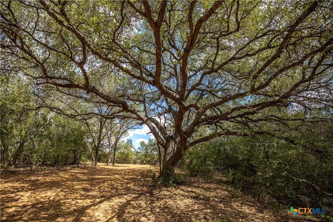 55 acres in DeWitt County - photo 16