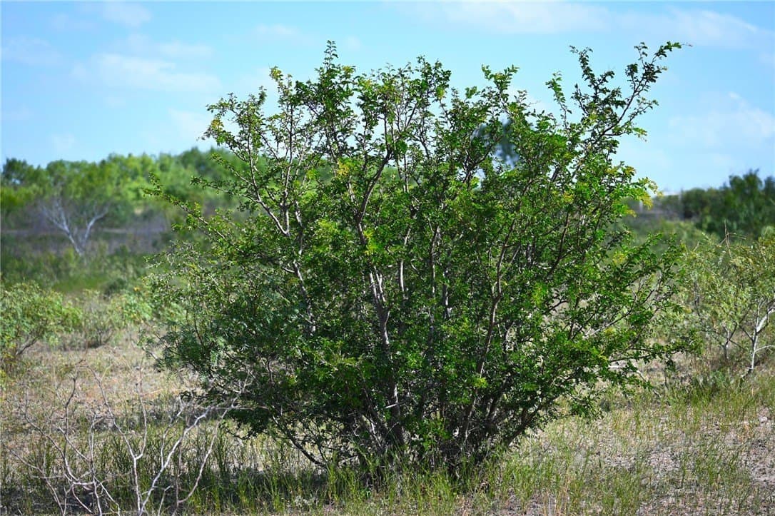 80 acres in Live Oak County - photo 29