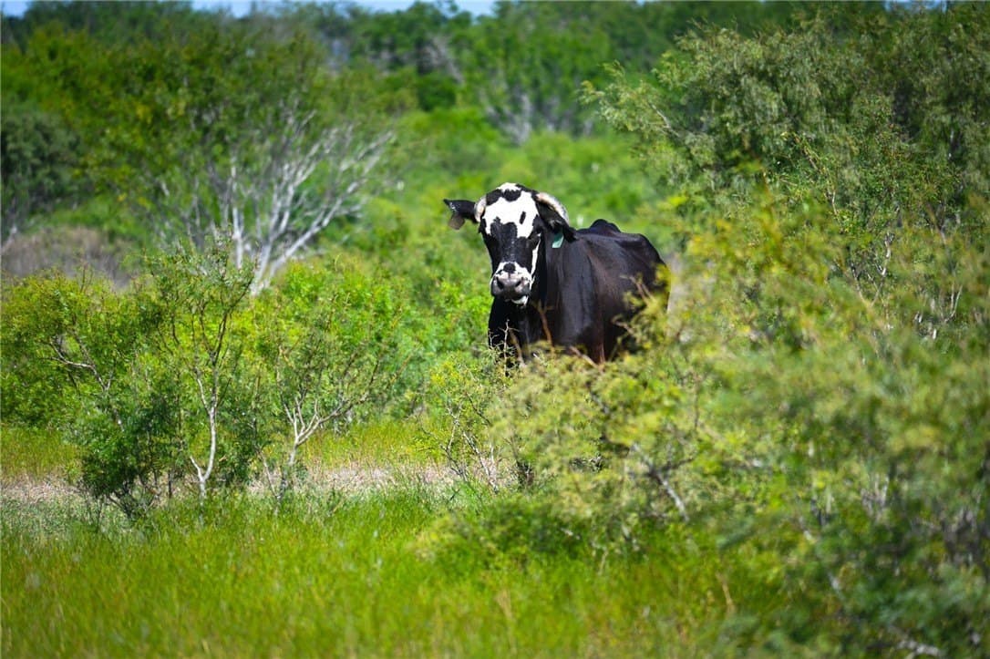 80 acres in Live Oak County - photo 31