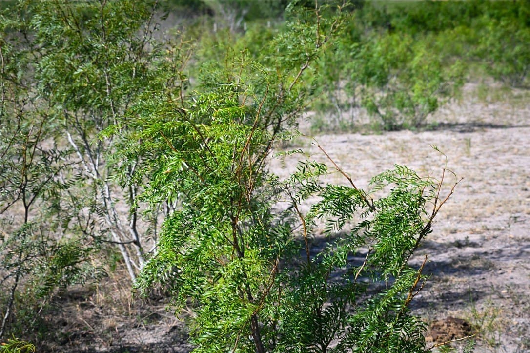 80 acres in Live Oak County - photo 33