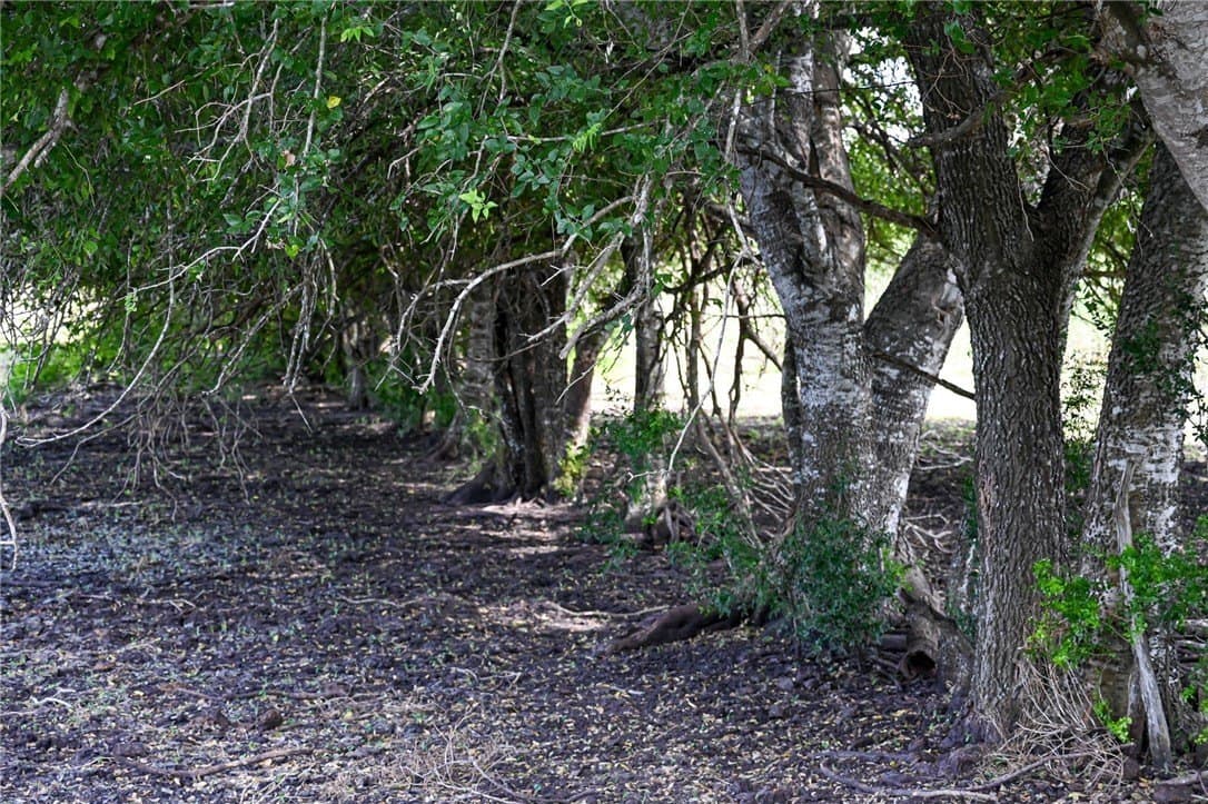 80 acres in Live Oak County - photo 25