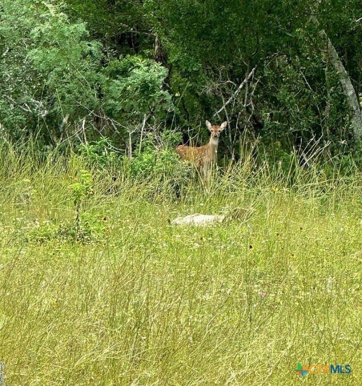 160 acres in Bee County - photo 9