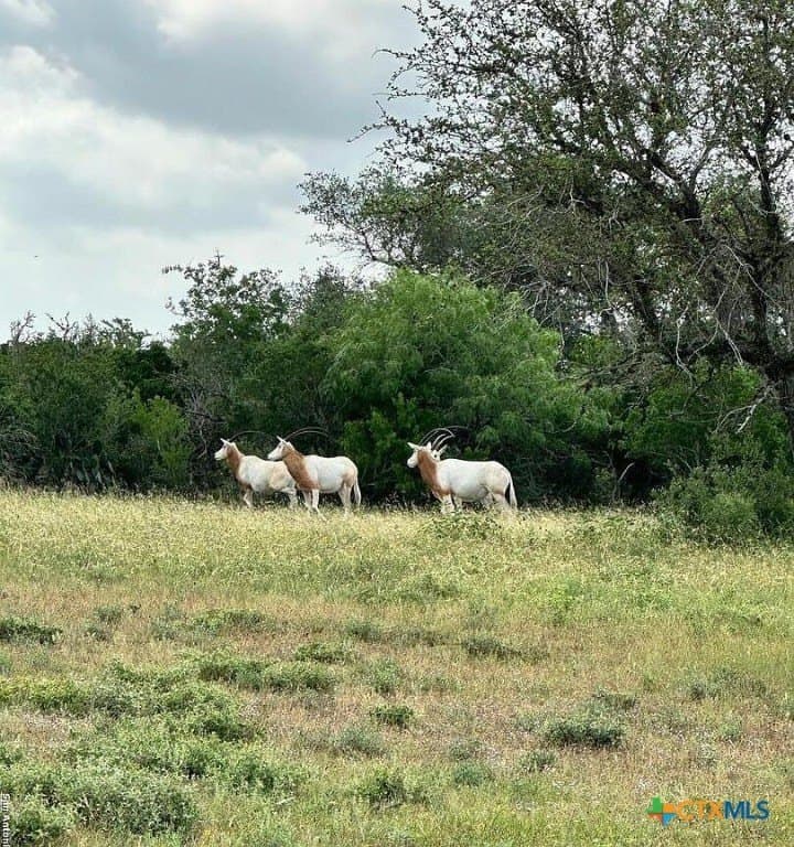 160 acres in Bee County - photo 17