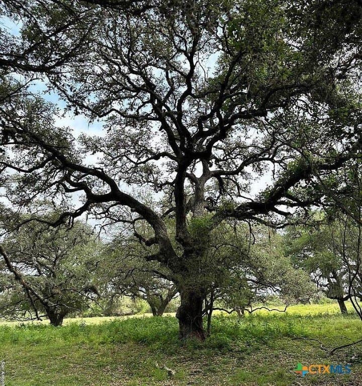160 acres in Bee County - photo 13