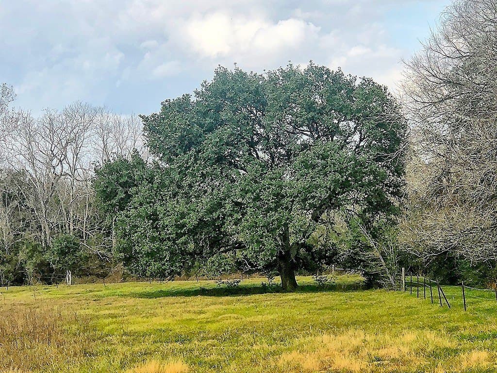 38 acres in Lavaca County - photo 3