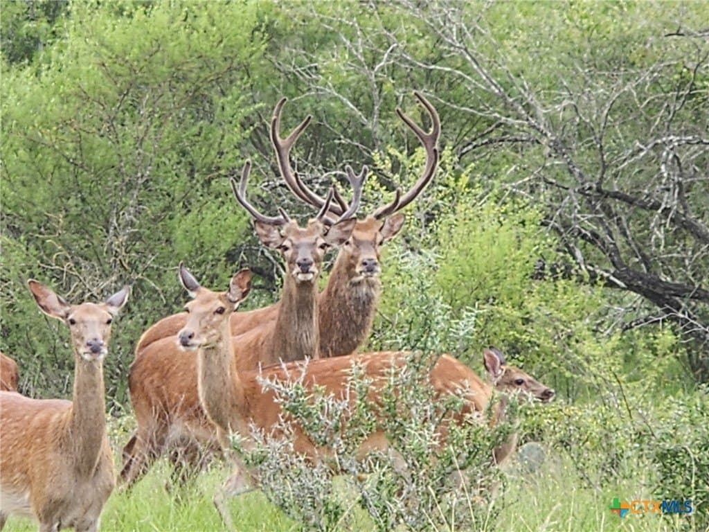120 acres in Guadalupe County - photo 25