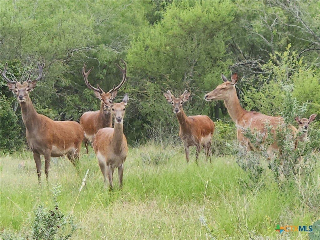 120 acres in Guadalupe County - photo 21