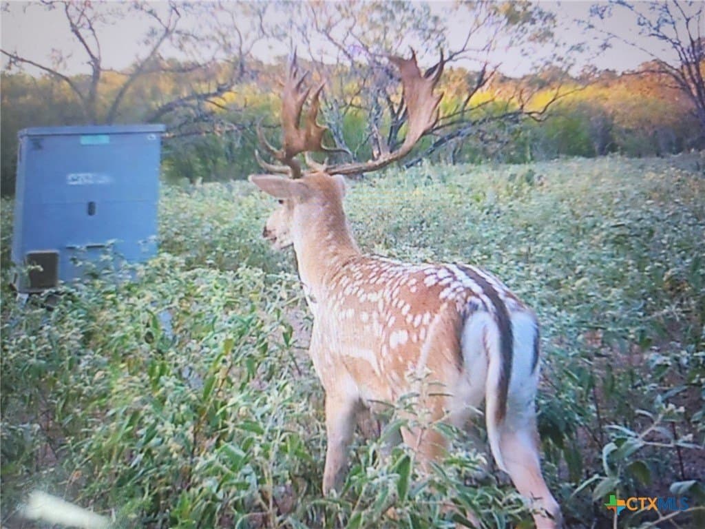120 acres in Guadalupe County - photo 17