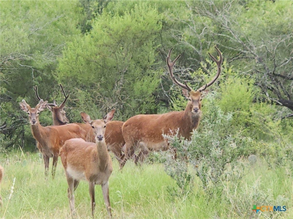 120 acres in Guadalupe County - photo 29