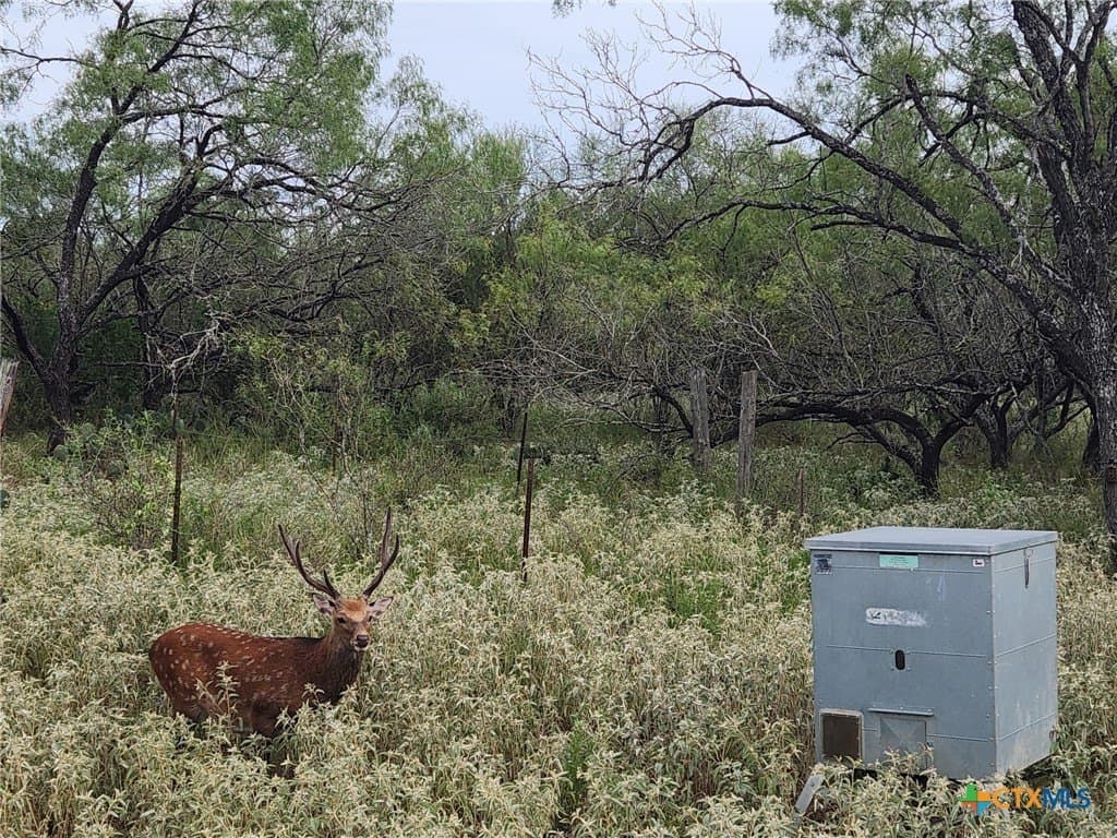 120 acres in Guadalupe County - photo 24