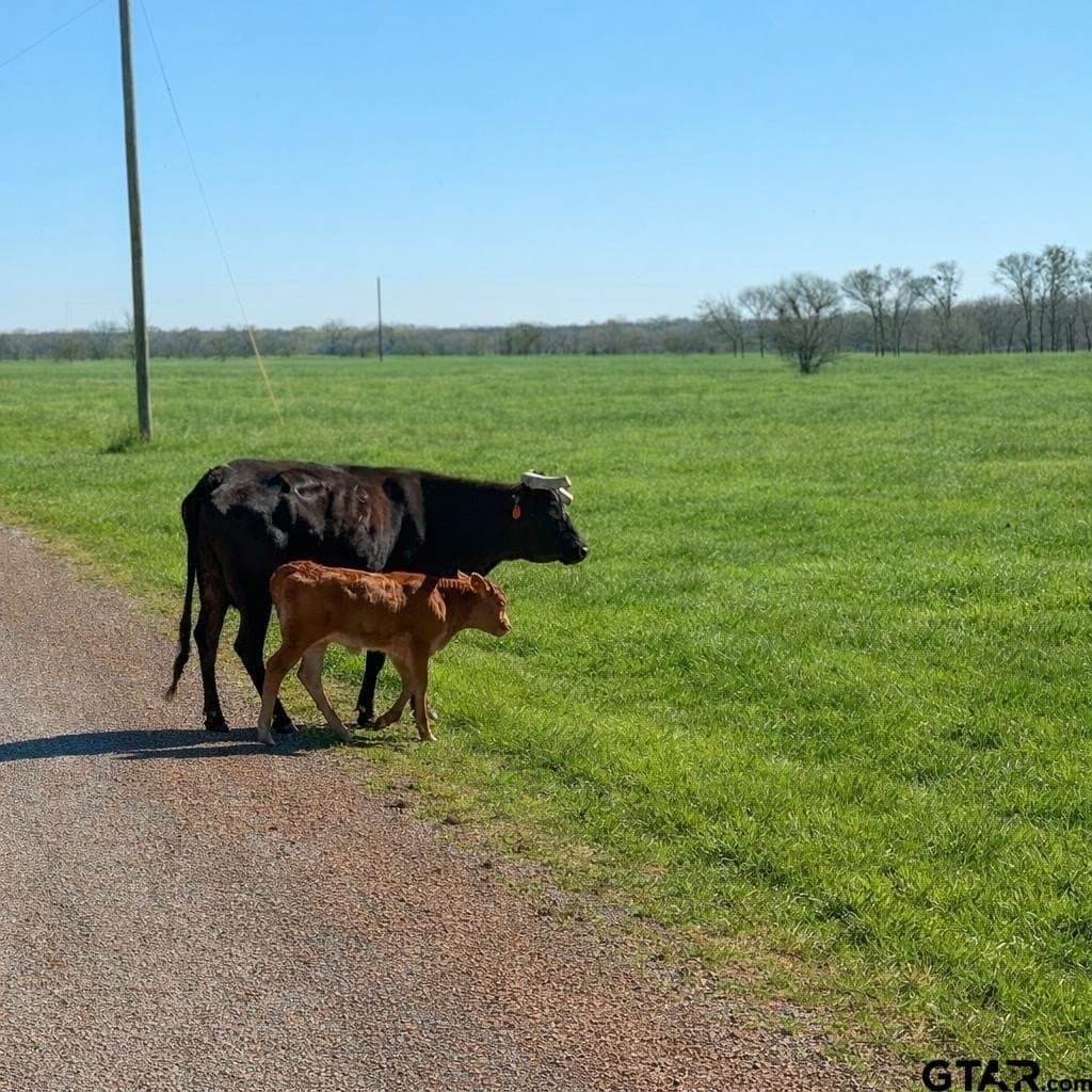 11.02 acres in Anderson County - photo 7