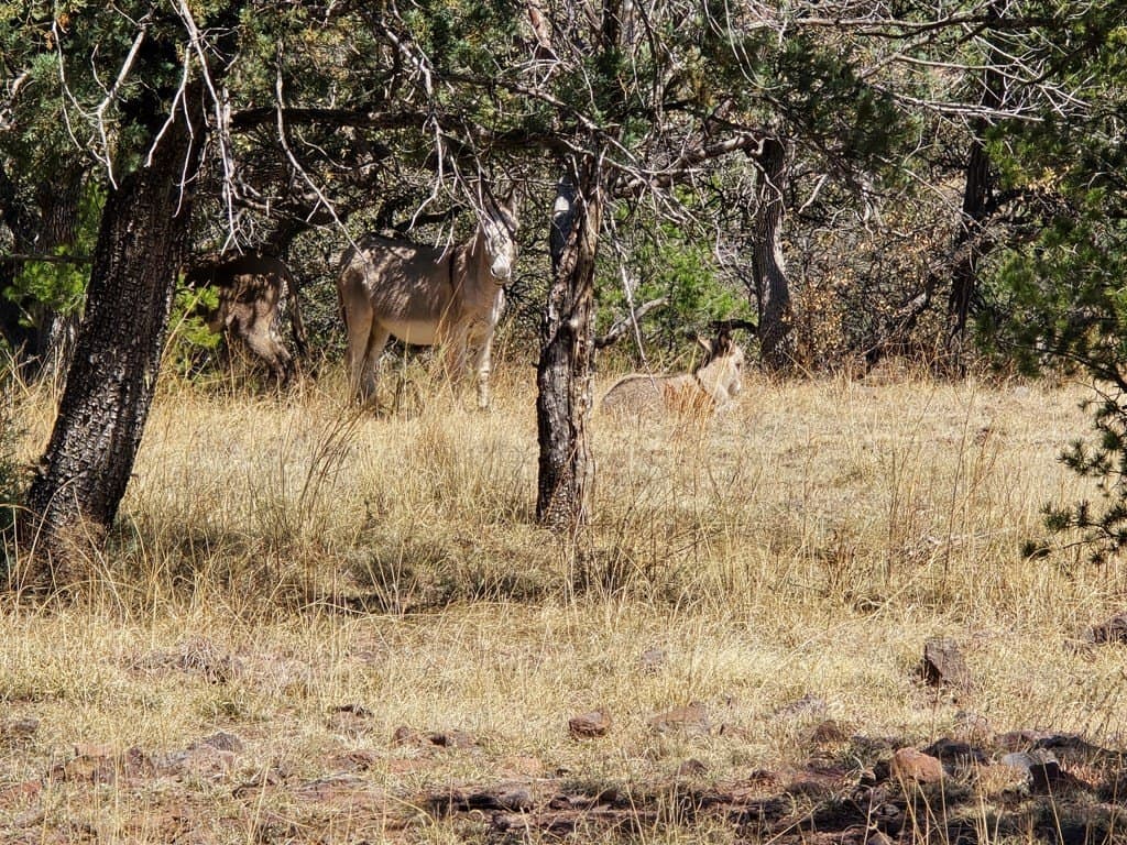 10.81 acres in Jeff Davis County - photo 4