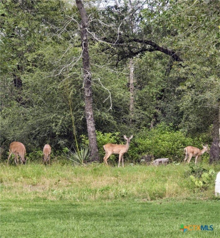11 acres in Guadalupe County - photo 38