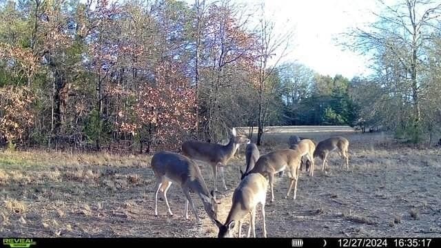 10.56 acres in Fannin County - photo 11