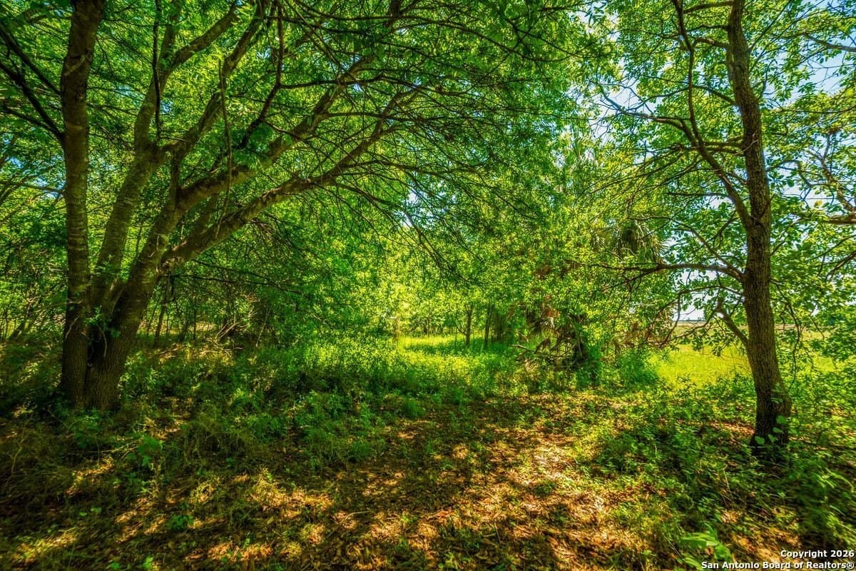 59 acres in Guadalupe County - photo 9