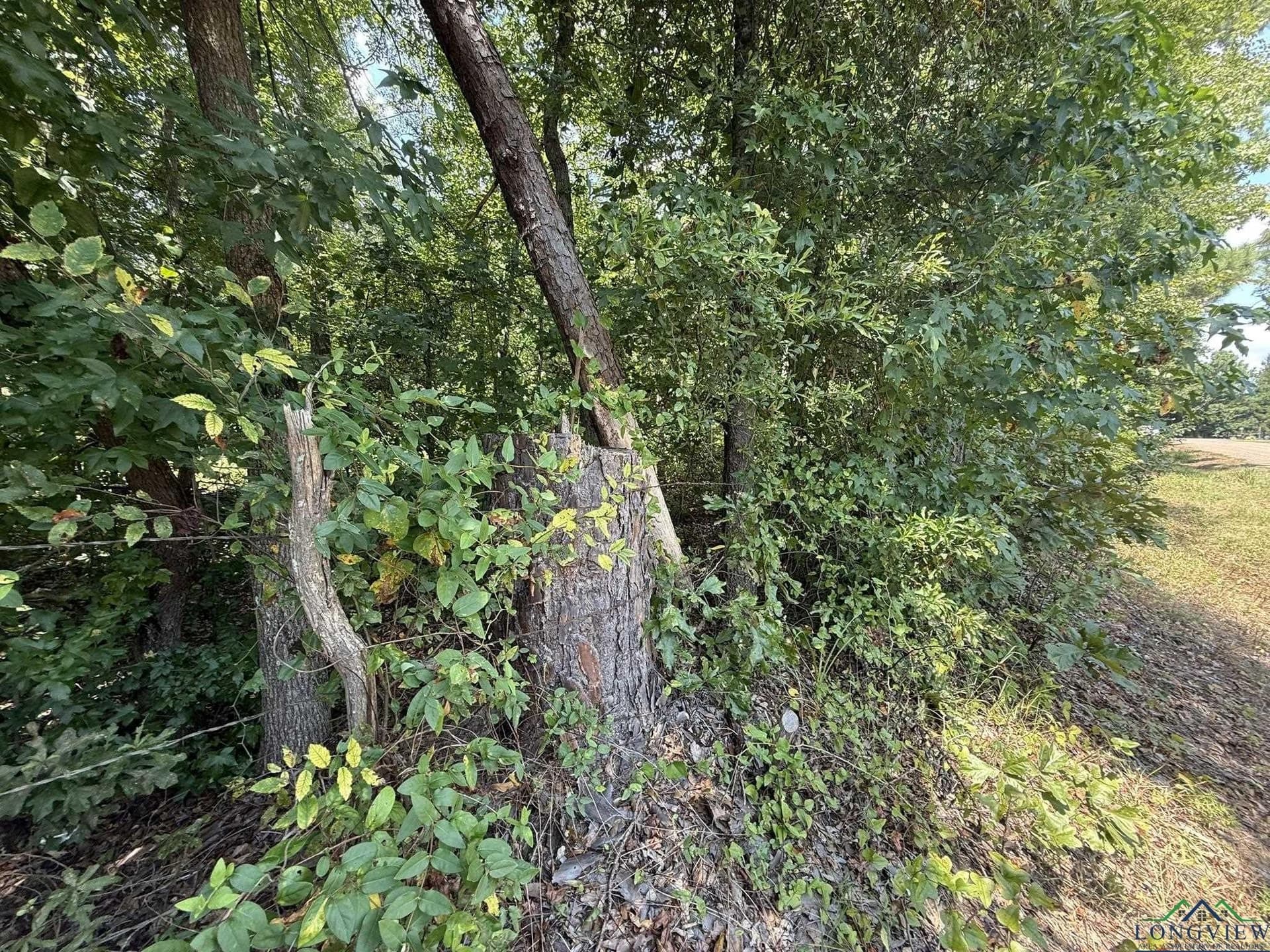 5 acres in Texas County - photo 17