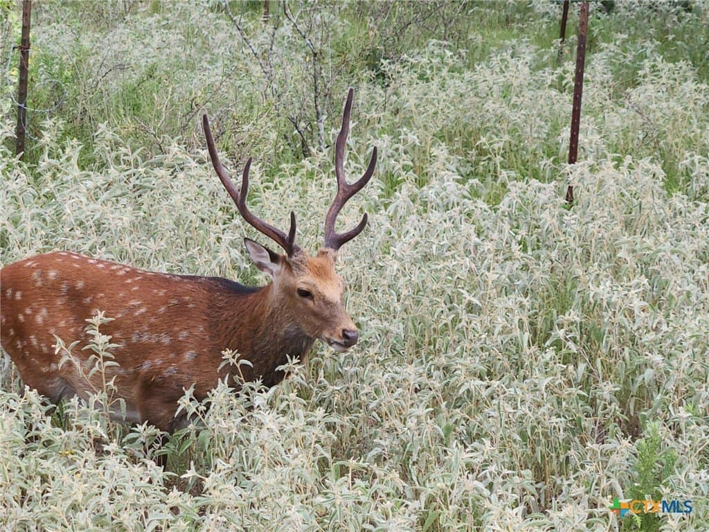 186.5 acres in Guadalupe County - photo 14