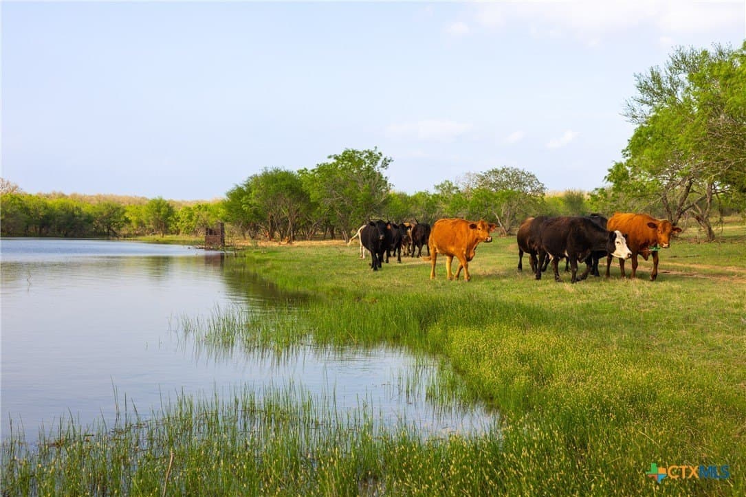 186.5 acres in Guadalupe County - photo 8