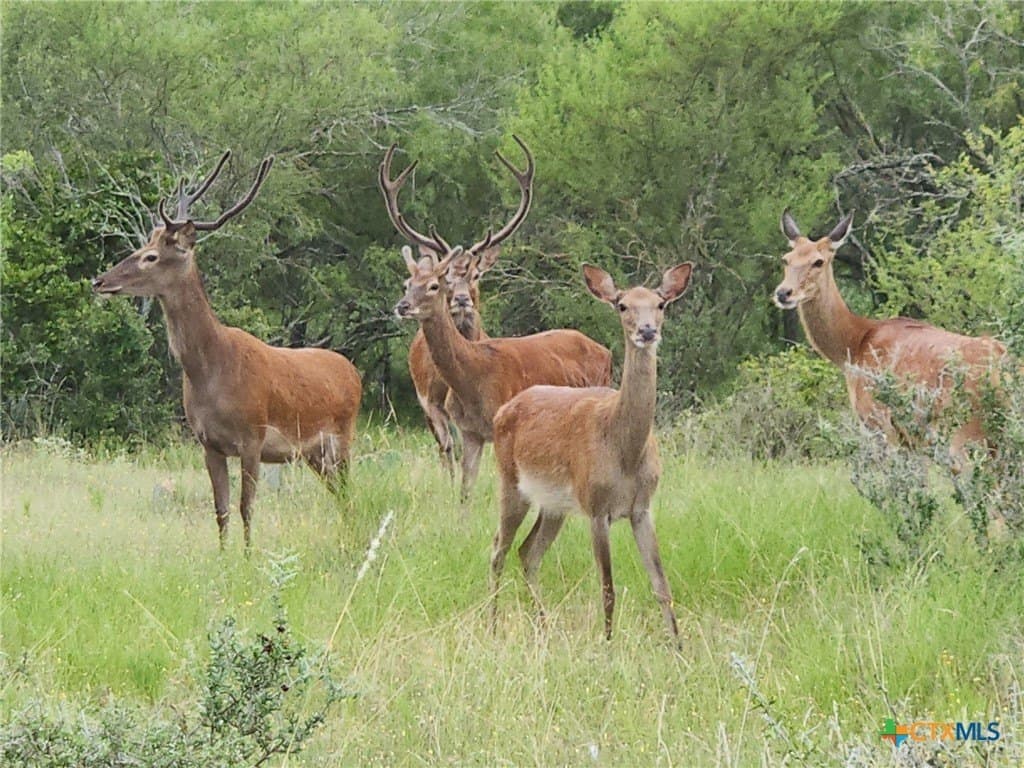 186.5 acres in Guadalupe County - photo 13