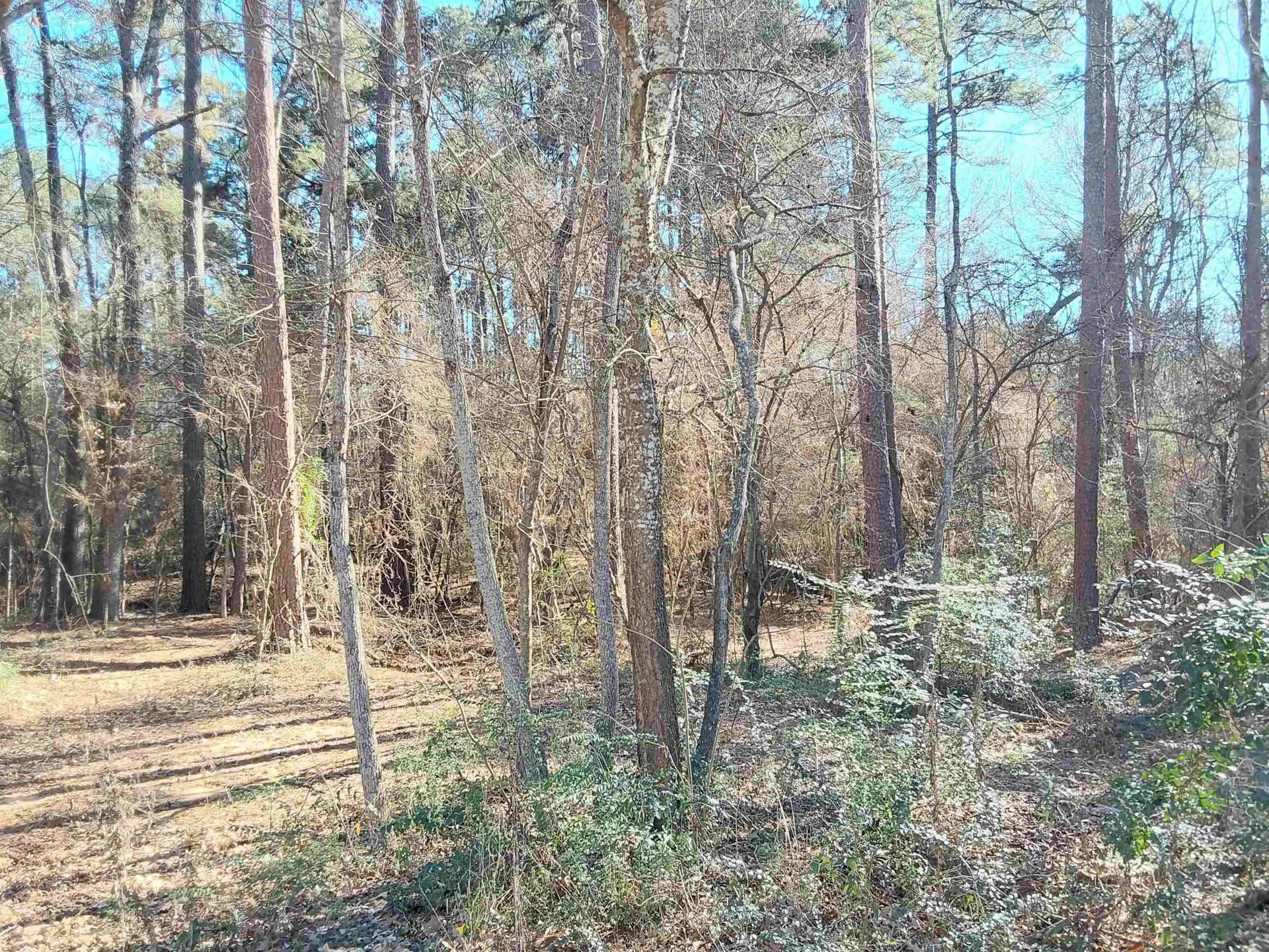 5.34 acres in Rusk County - photo 2
