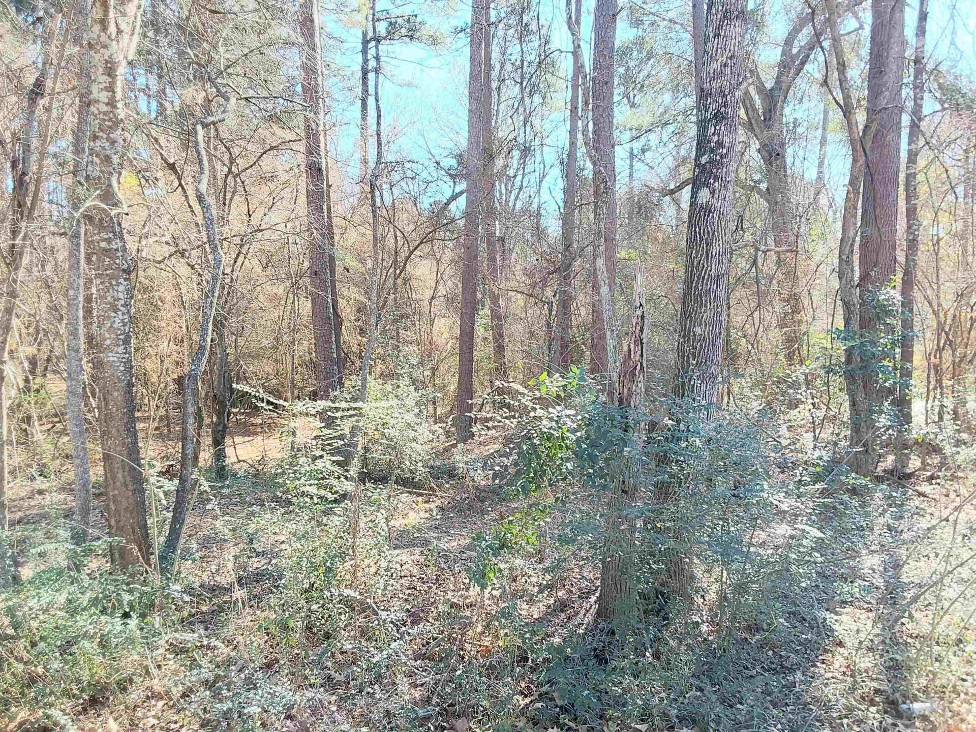 5.34 acres in Rusk County - photo 3