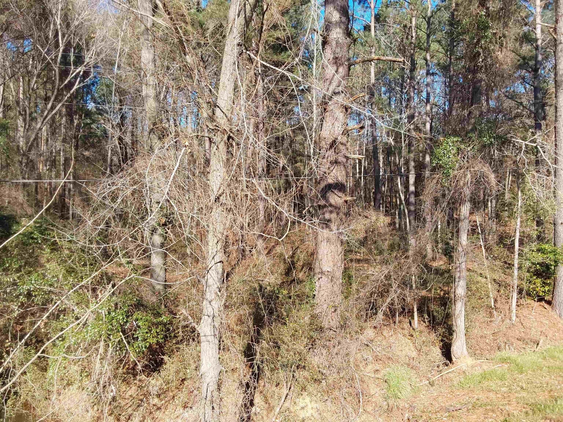 5.34 acres in Rusk County - photo 4