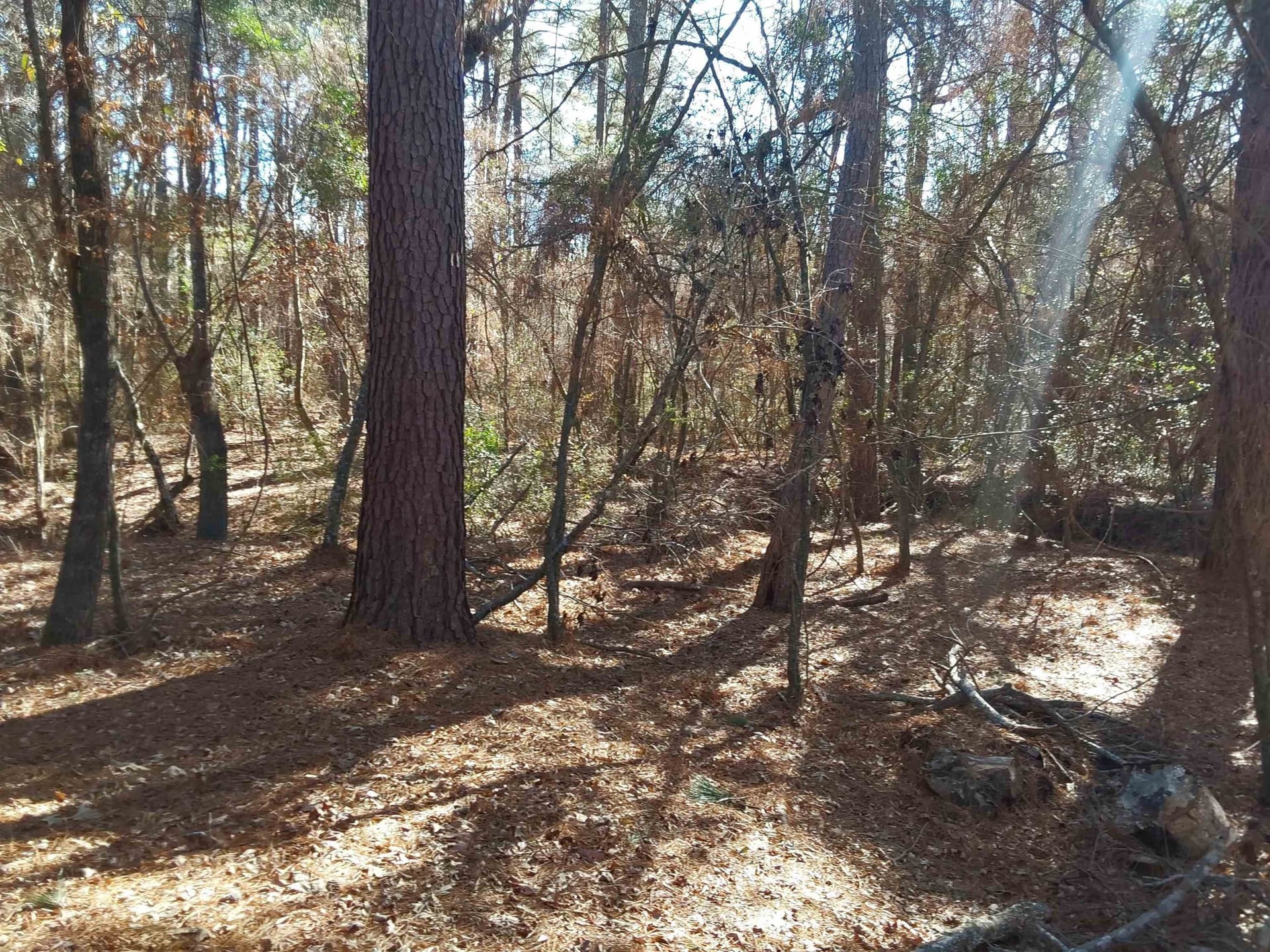 5.34 acres in Rusk County - photo 5