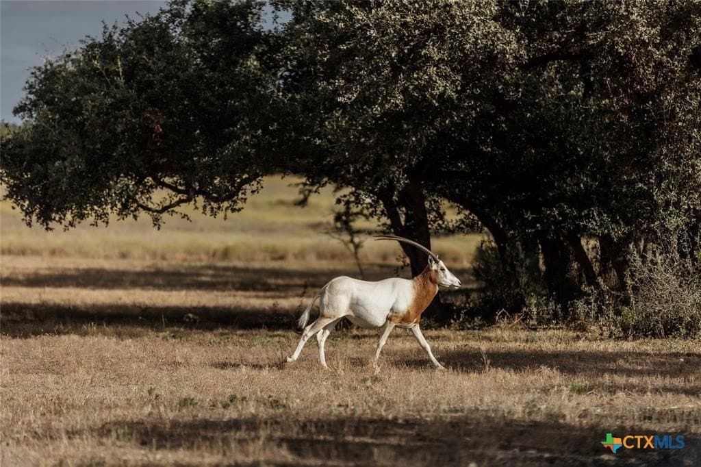 5 acres in Blanco County - photo 14