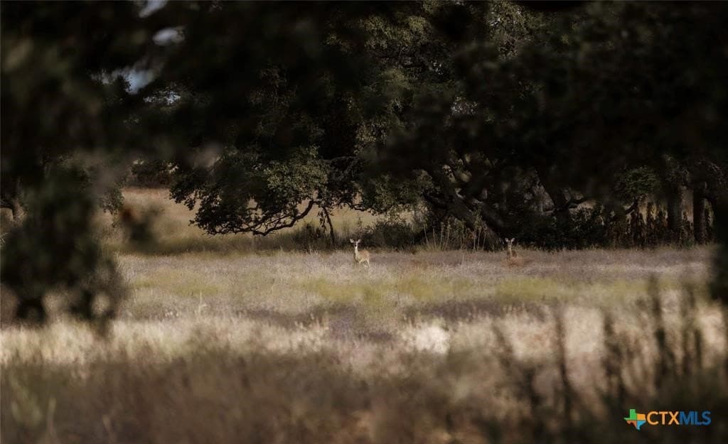 5 acres in Blanco County - photo 3