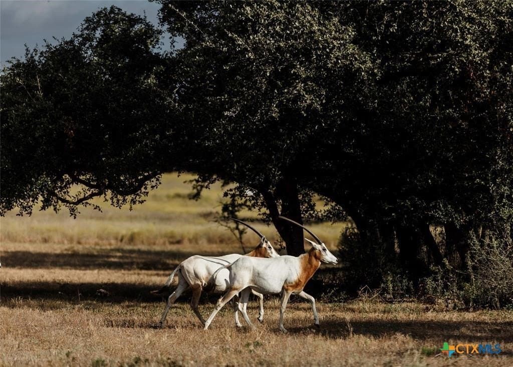 5 acres in Blanco County - photo 16