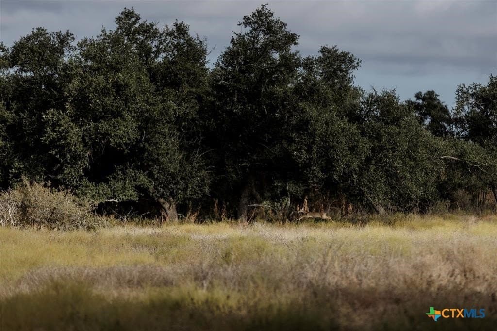 5 acres in Blanco County - photo 4