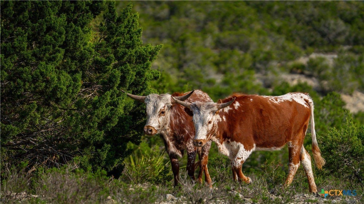 291.56 acres in Bandera County - photo 33