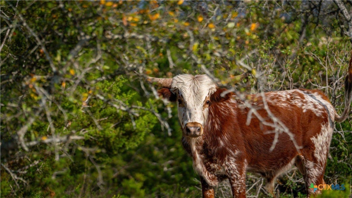 291.56 acres in Bandera County - photo 35