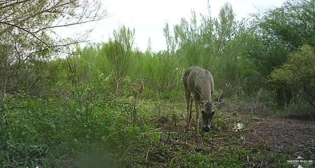 10.46 acres in Jim Wells County - photo 4
