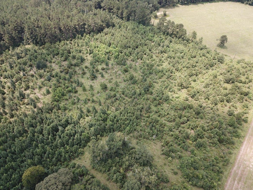 20 acres in Texas County - photo 4