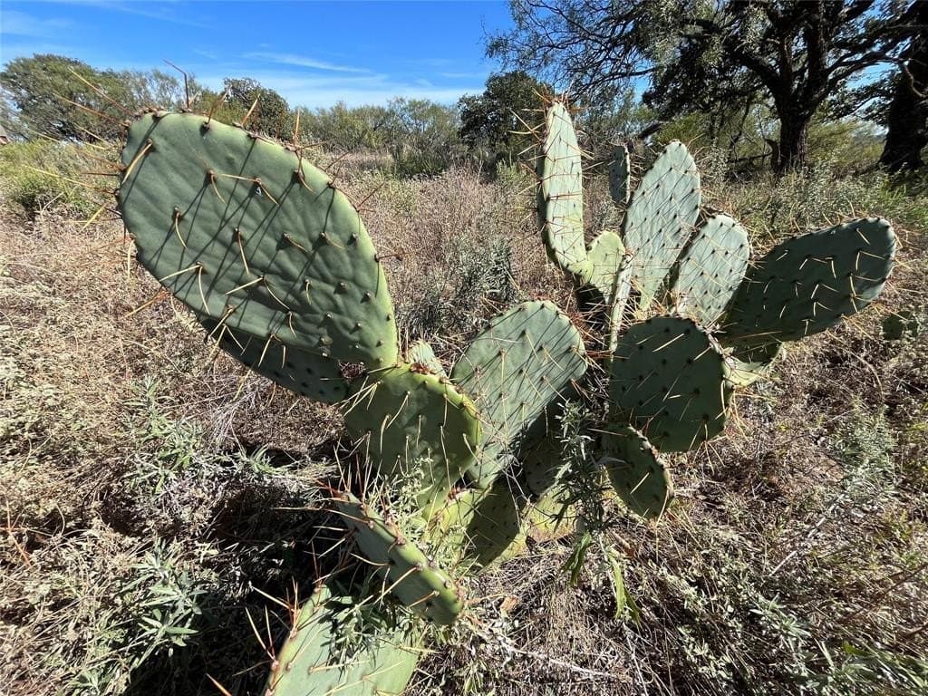 160 acres in Jack County - photo 10