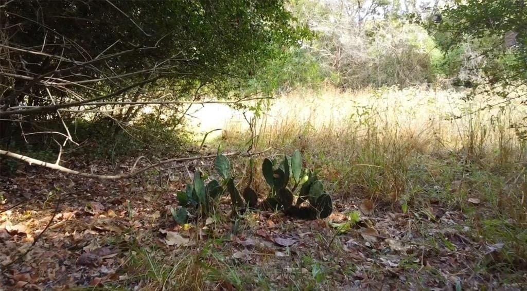 1.97 acres in Limestone County - photo 8