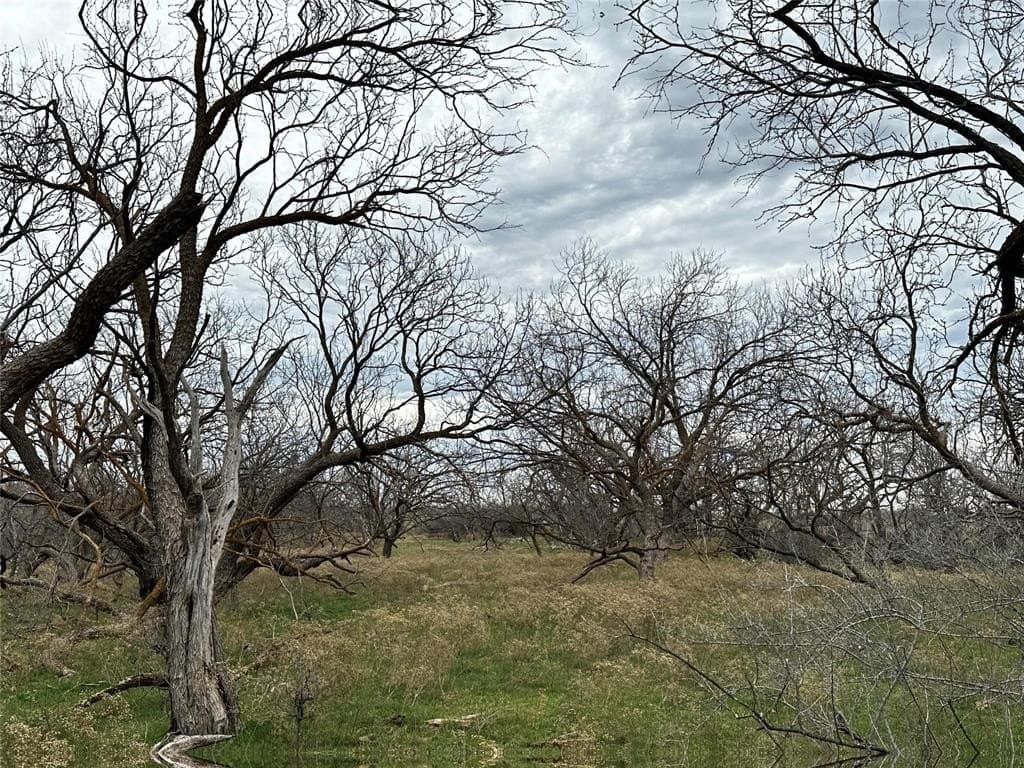 14 acres in Callahan County - photo 5