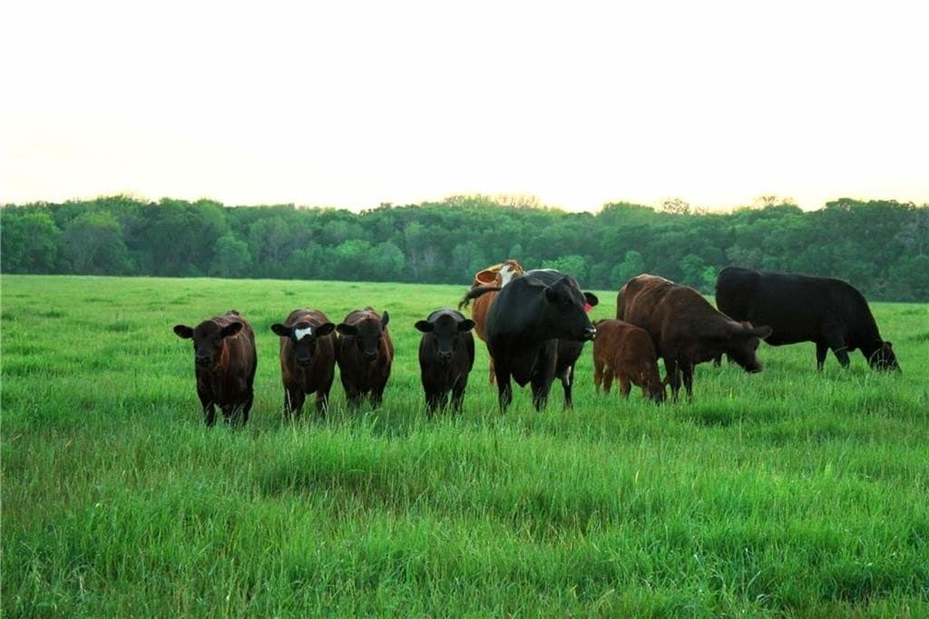 25 acres in Limestone County - photo 26