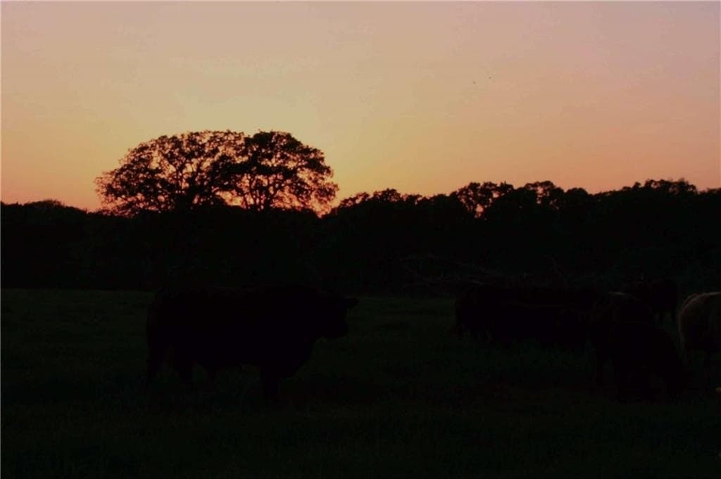 25 acres in Limestone County - photo 43