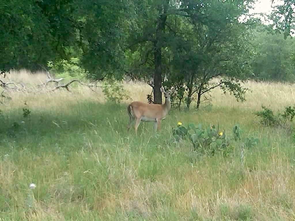 25 acres in Limestone County - photo 31