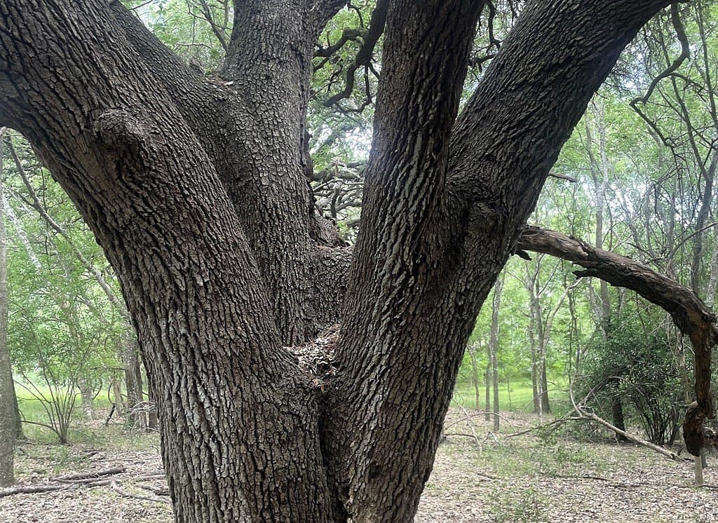 38.1 acres in Lavaca County - photo 18