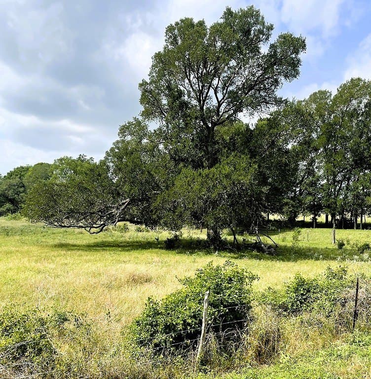 38.1 acres in Lavaca County - photo 11